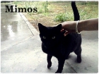 Mimos, gato que quieren llevar a la perrera...allí no durará - mejor precio | unprecio.es