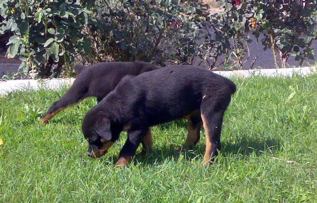 ROTTWEILER cachorro hembra