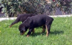 ROTTWEILER cachorro hembra - mejor precio | unprecio.es