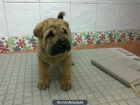 shar pei linea americana en malaga - mejor precio | unprecio.es