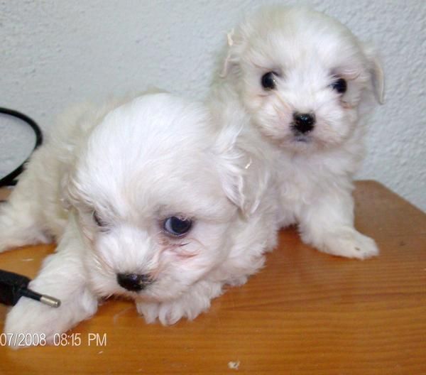 vendo  bichon maltes machos y hembras toy 450