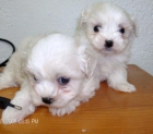 vendo  bichon maltes machos y hembras toy 450 - mejor precio | unprecio.es