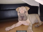 Venta cachorros Shar Pei - mejor precio | unprecio.es