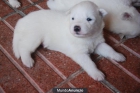 Vendo Crías de Samoyedo - mejor precio | unprecio.es
