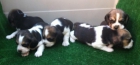 Beagles, preciosa camada de color bicolor y tricolor - mejor precio | unprecio.es
