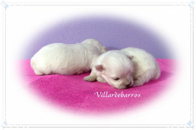 bichon maltes miniaturas