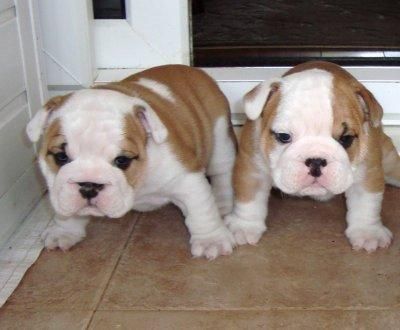 Cachorro bulldog francés para la venta perros bulldog francés para