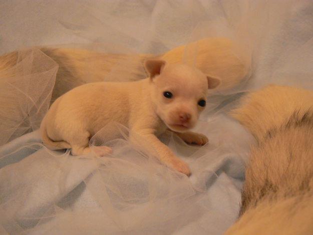 Cachorros de chihuahua Con Pedigree