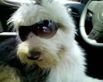 Cruza de perros: Busco novio bien parecido