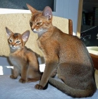 Gatos abisinios - mejor precio | unprecio.es