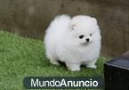 Gratis Camada de pomeranian  cachorros, garantía Sociable