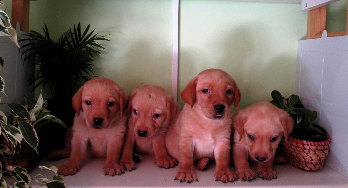 Labradores amarillos