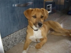 neo,6 meses,un cielo,adopcion - mejor precio | unprecio.es