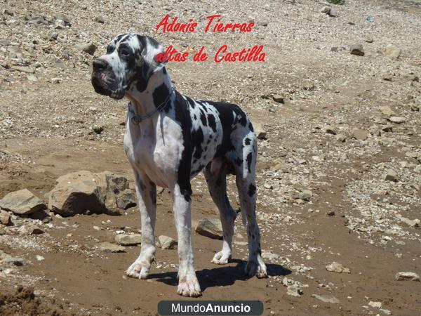 Semental dogo aleman arlequin