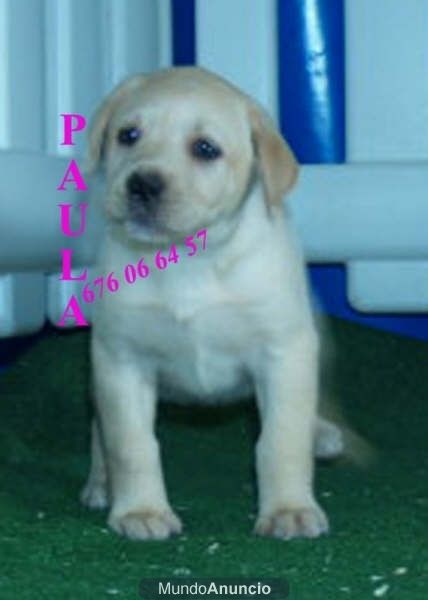 Vendo camada de Labrador