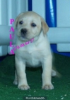 Vendo camada de Labrador - mejor precio | unprecio.es