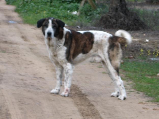 Mastín en adopción