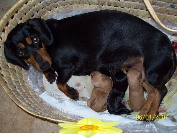 CACHORRITA DE TECKEL X PINCHER 40 EUROS