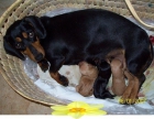 CACHORRITA DE TECKEL X PINCHER 40 EUROS - mejor precio | unprecio.es