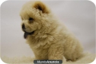 chow chow . cachorritos de calidad, somos criadores - mejor precio | unprecio.es
