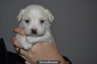 COMPRA ULTIMA CACHORRITA PARA NAVIDAD - mejor precio | unprecio.es