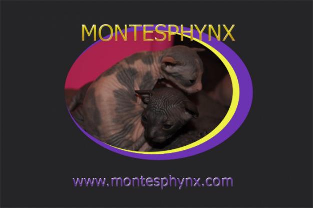 CRIADERO SPHYNX - MONTESPHYNX