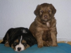 ESTOS  CACHORRITOS TE NECESITAN,  ADOPTALOS. - mejor precio | unprecio.es