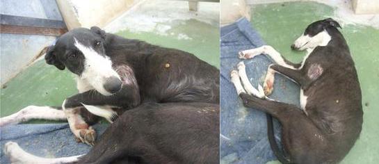 Galga joven en peligro de sacrificio!! Tiene los dias contados!! ADOPTALA!