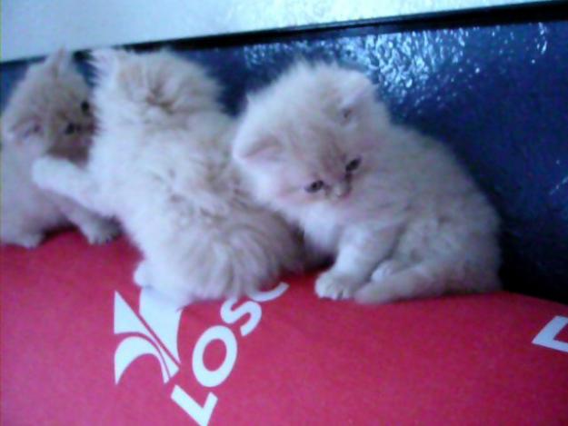 GATAS PERSA 250 BLANCAS