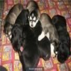 regalados cachorros varias razas 50e - mejor precio | unprecio.es
