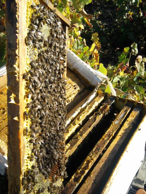 vendo nucleos de abejas layen y langtron,con reina fecundada en 2012