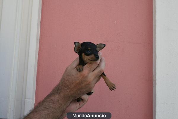 Cachorros superminis de ratón de praga