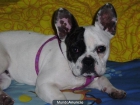 Hembra Bulldog Francés - mejor precio | unprecio.es