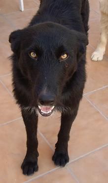 Blaky, un perro angelical