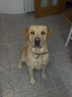 BUSCO NOVIA - LABRADOR - mejor precio | unprecio.es