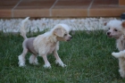 Cachorritos de Crestado Chino con excelente linea - mejor precio | unprecio.es