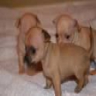 cachorros de chihuahua - mejor precio | unprecio.es