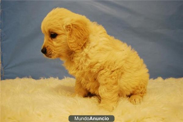 cachorros de golden retriever   //    cachorros de labrador retriever