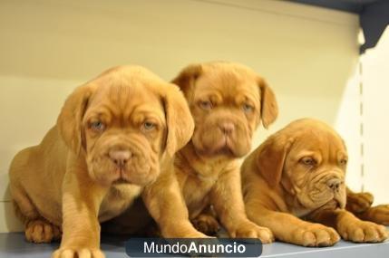 cachorros  dogo de burdeos