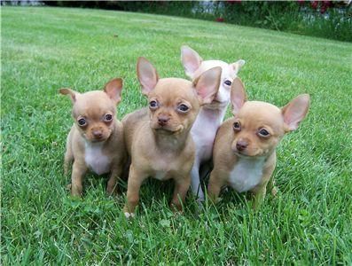 Chihuahuas perros ideales para pisos y apartamento