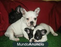 Gratis 3 cachorros bulldog frances 2 machos y 1 hembra