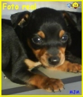 Mini pincher Madrid 350€ - mejor precio | unprecio.es