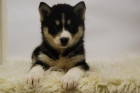 Para Comerselos - - Husky Siberianos - - Cachorretes Disponibles con Pedigre - mejor precio | unprecio.es