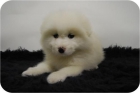 preciosos cachorretes de samoyedo - mejor precio | unprecio.es