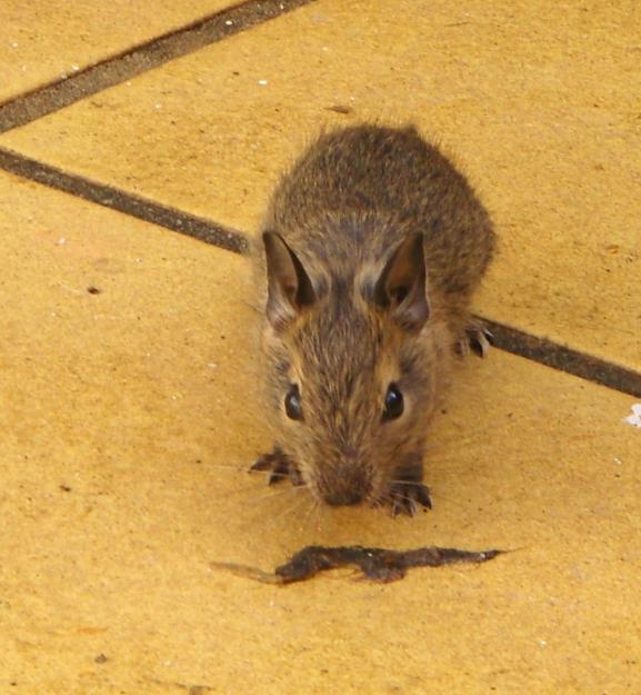 ardillas degus