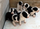 Cachorros de Border collie - mejor precio | unprecio.es