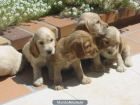 COCKER INLGES Y YORKSHIRE TERRIER A BUEN PRECIO - mejor precio | unprecio.es