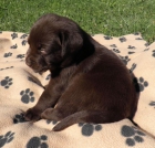 Labrador Retriever CHOCOLATE - mejor precio | unprecio.es