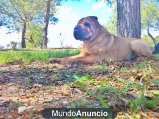 Macho Shar-Pei busca novia