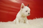 perritos de bulldog frances, valencia, autentica calidad - mejor precio | unprecio.es